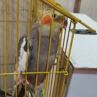 عروس هلندی|پرنده|قائن, |دیوار