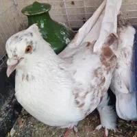 کبوتر گمشده((مژدگانی میدم به یابنده))|حیوانات|تهران, باغ خزانه|دیوار