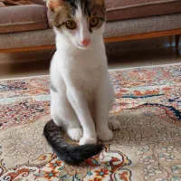 واگذاری گربه|گربه|کردکوی, |دیوار