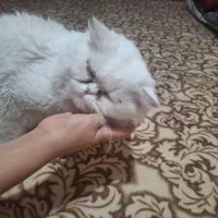 گربه پرشین نر