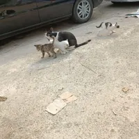 واگذاری رایگان بچه گربه