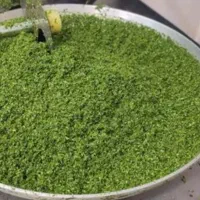 انواع سبزی خردشده فقط ۴۹هزار|خوردنی و آشامیدنی|قم, شهرک امام حسن|دیوار