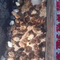 جوجه گلپایگانی۵ روزه