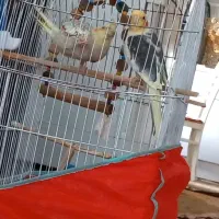 عروس هلندی سخنگو|پرنده|صومعهسرا, |دیوار