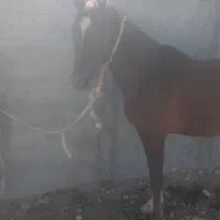 عکسی