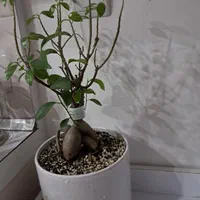 گیاه بونسای|گل و گیاه طبیعی|تهران, فلاح|دیوار
