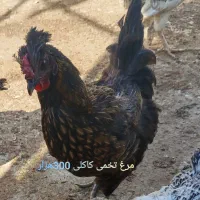 مرغ و خروس محلی|حیوانات مزرعه|مشهد, انقلاب|دیوار