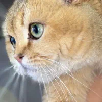 اسکاتیش گلد ny12 وارداتی