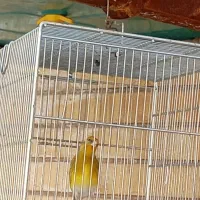 سهره|پرنده|شیراز, کوشک میدان|دیوار