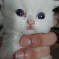 پرشین عروسکی