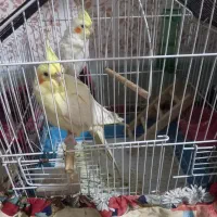 عروس هلندی