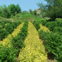 گیاه