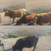 ۵ عدد گاو نر