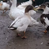 اردک نمه ای مرواریدی و خاکستری