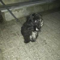 سگ  پشمالو|سگ|مینودشت, |دیوار