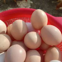 تخم مرغ ارگانیک خانگی دونه ای ۹ تومان