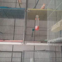 قناری نر ماده عروس هلندی فنج مرغ عشق|پرنده|نجفآباد, صالح آباد|دیوار