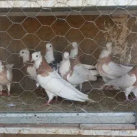 کبوتر طوقی پالخت نر و ماده اصیل|پرنده|فرخ‌شهر, |دیوار