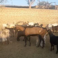 تکه مورسیاه درجه یک جوان