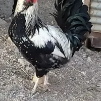 خروس|حیوانات مزرعه|سجاس رود, |دیوار