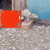 کبوتر پرشی