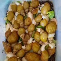 حلزون آچاتینا|خزنده|کرمان, |دیوار