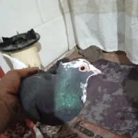 کبوتر پلنگ|پرنده|کرمان, |دیوار