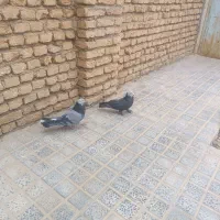 کفترپر کنده|پرنده|شهرکرد, |دیوار