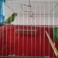 پرنده جفت با ۵ تا تخم