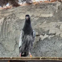 کبوتر تیدی|پرنده|بندرعباس, |دیوار