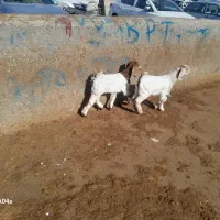 خرید وفروش بره شیری