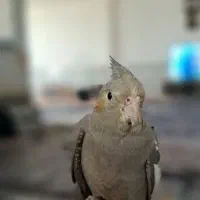 عروس هلندی سینامون|پرنده|کرمانشاه, |دیوار