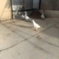 یک جفت کبوتر جفتی