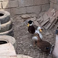 جوجه|حیوانات مزرعه|بهبهان, |دیوار