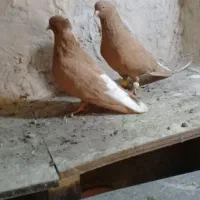 کبوتر‌نر‌ماده‌زرد‌دمسفید|پرنده|الوند, |دیوار