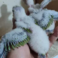 جوجه گرینچیک اناناسی رد|پرنده|مشهد, ادیب نیشابوری (شهرک غرب)|دیوار