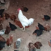 خروس جوان