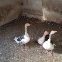 غاز|حیوانات مزرعه|سهند, |دیوار