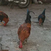 دوعدد خروس محلی به شرط|حیوانات مزرعه|شیراز, بازار|دیوار