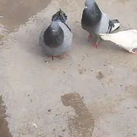 سبز و کله زرد فروشی