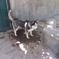 سگ هاسکی