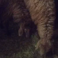 فروش مرغ خروس .گوسفند زنده گوساله