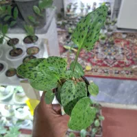 گل گلکسیونی خاص|گل و گیاه طبیعی|تبریز, |دیوار