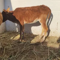 گاو یا گوساله ماده در شادگان