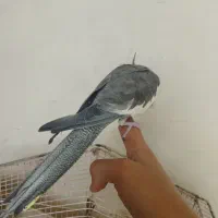 عروس پاریس ماده|پرنده|اهواز, شهرک برق|دیوار