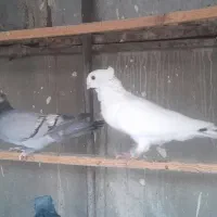 بلژیکی|پرنده|تهران, مینای شمالی (مخبر)|دیوار