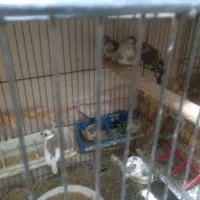 نر و ماده سهره به تعداد|پرنده|مهاباد (آذربایجان غربی), |دیوار