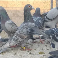 کبوتر پلاکی مسافتی وآلمانی وکارل میولمنز|پرنده|تفت, |دیوار