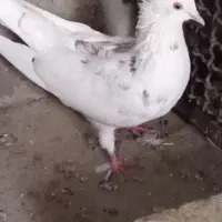 نروماده پرشی ویک عددماده|پرنده|قم, سید معصوم|دیوار