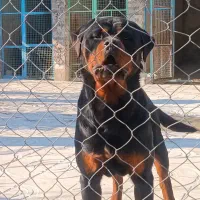 سگ روتوایلر حرفه ای آموزش دار|سگ|تهران, قیطریه|دیوار